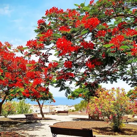 Dream House * קיאו סלבאחה